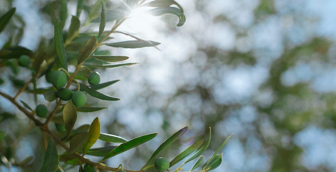 zeytin-agaci