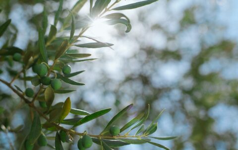 zeytin-agaci