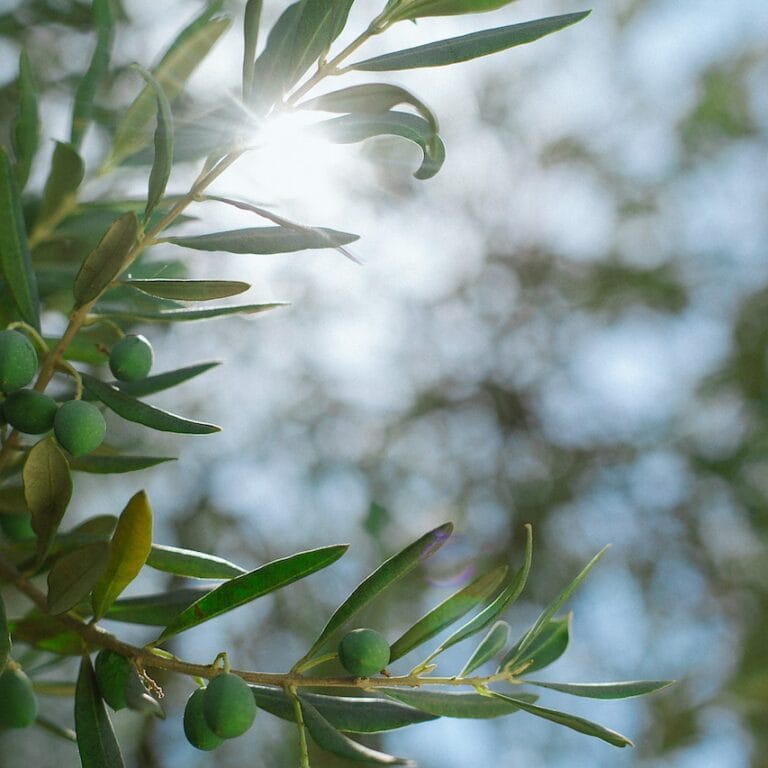 zeytin-agaci
